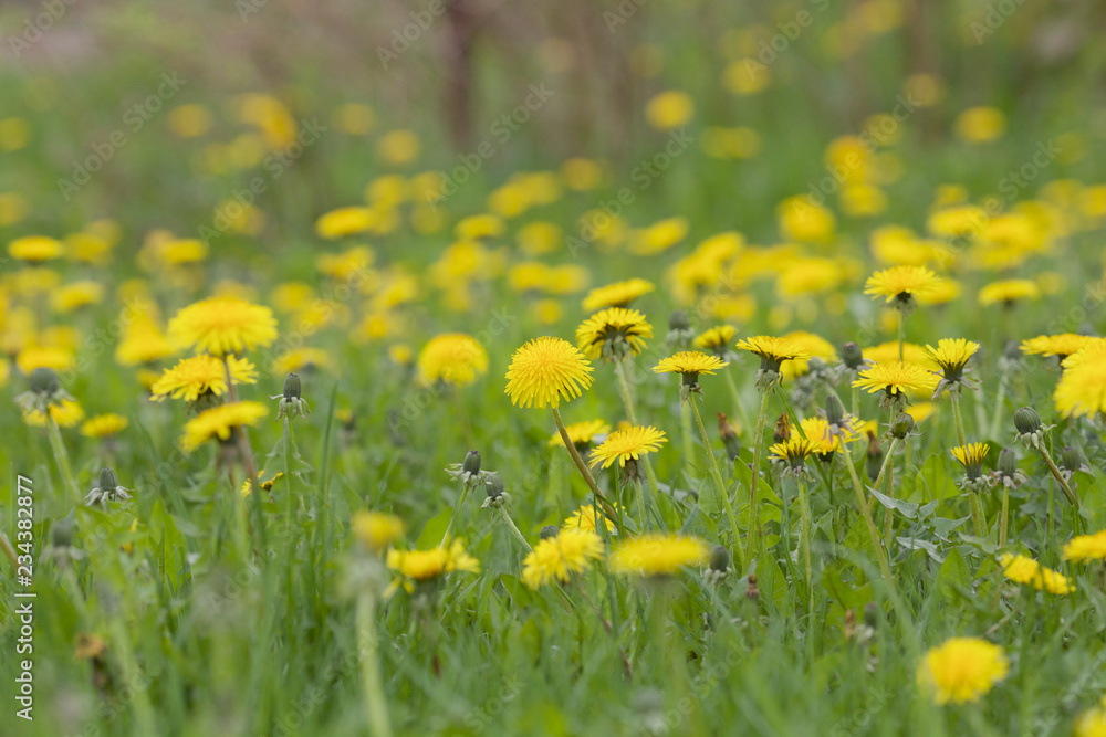 Fototapeta premium field of dandelions