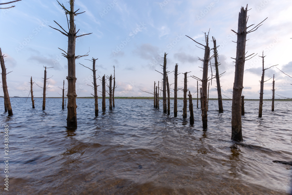 Colliford Lake dead trees Cornwall England UK Colliford Lake dead trees Cornwall England UK