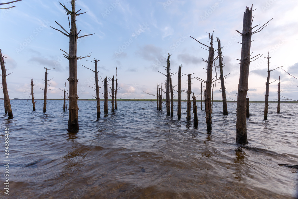 Colliford Lake dead trees Cornwall England UK 