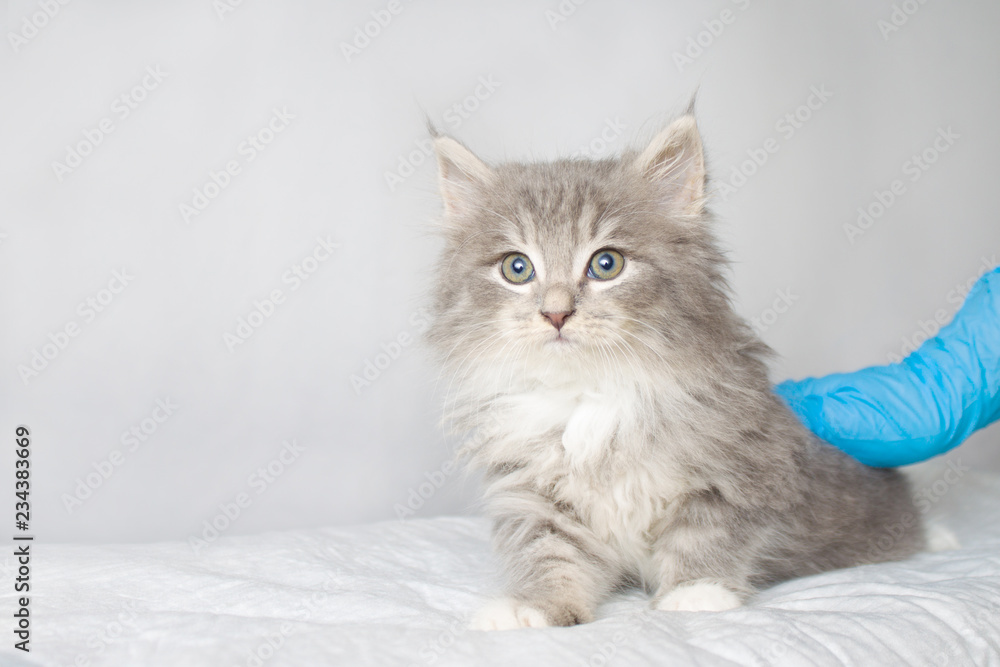 Grey Persian Little fluffy Maine coon kitte at vet clinic and hands in blue gloves . Cat looks to the camera. Space for text - Medicine, pet, animals, vaccination and allergy concept.