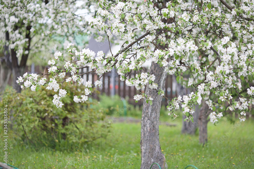 blooming apple tree