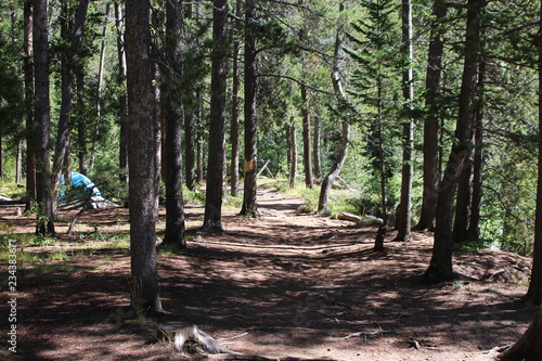 path in the forest