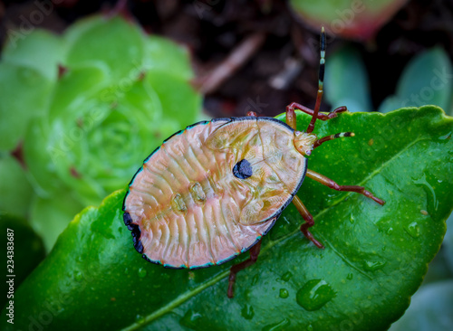 Large stink bug, Musgraveia sulciventris, found in Australia, also known as the bronze orange bug, a pest to plants in the citrus group photo