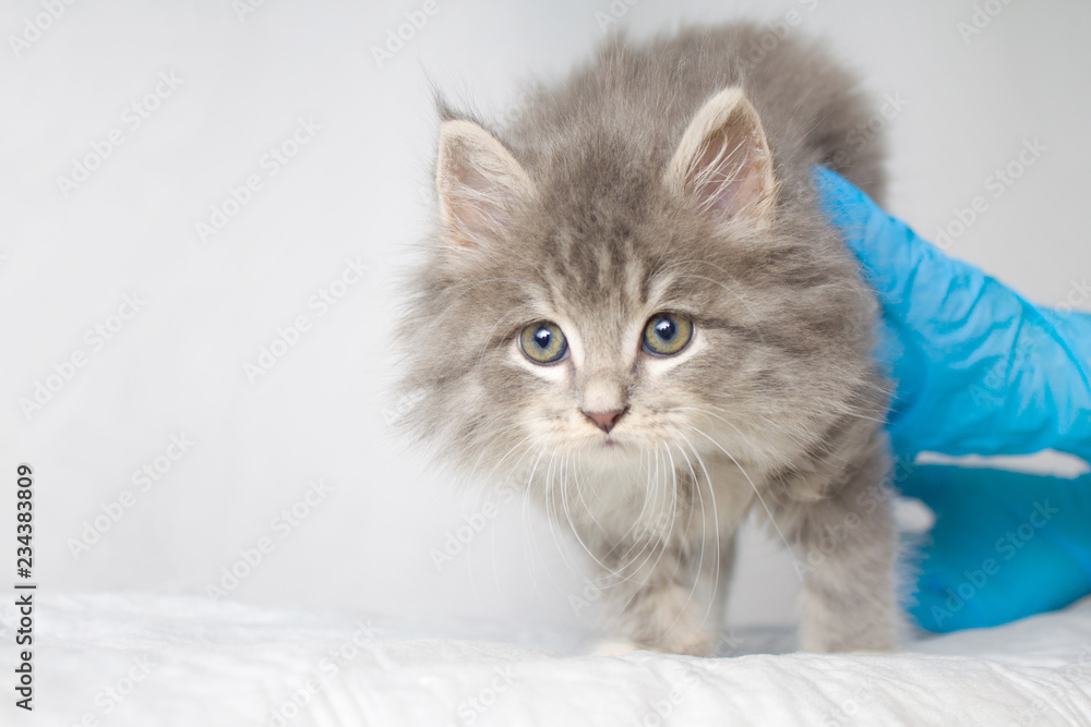 Grey Persian Little fluffy Maine coon kitte at vet clinic and hands in blue gloves . Cat looks to the camera. Space for text - Medicine, pet, animals, vaccination and allergy concept.