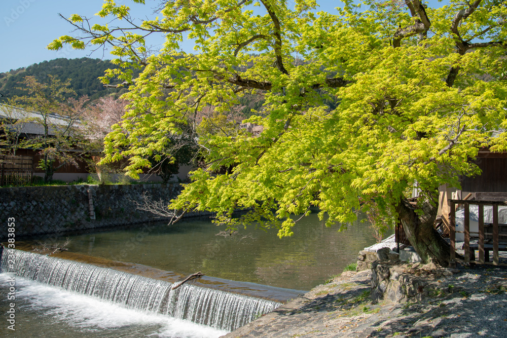 Fototapeta premium 京都 嵐山の春