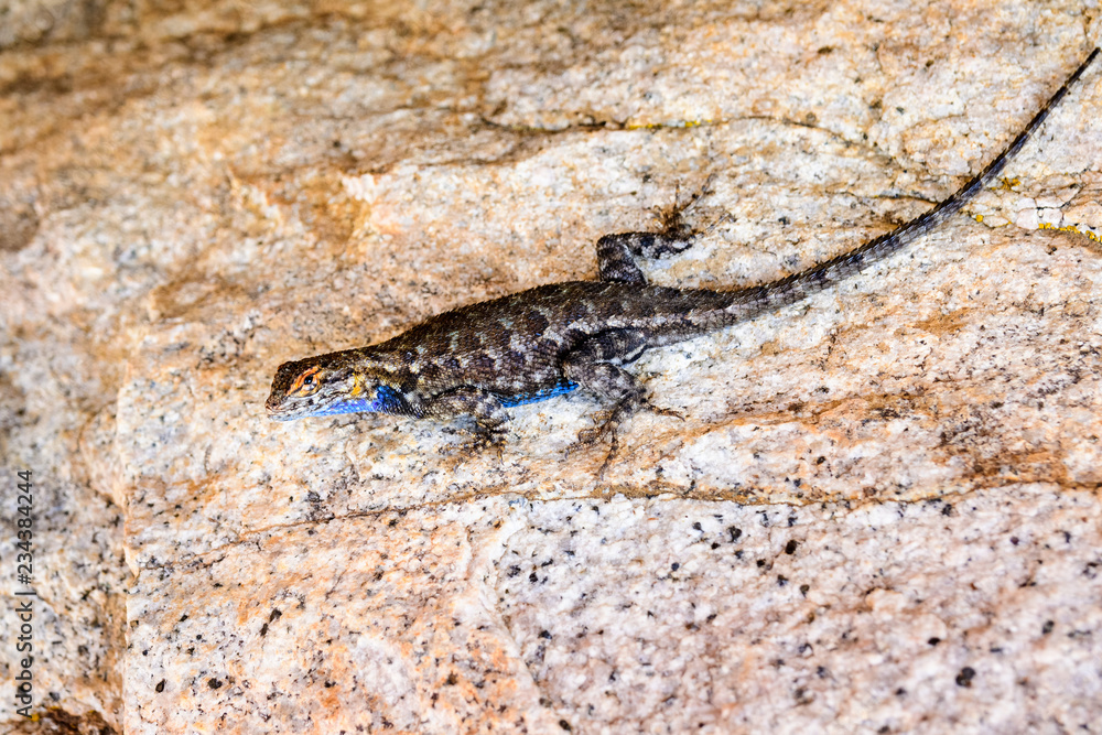 Blue bellied lizard (Sceloporus occidentalis) resting on a granite rock, Yosemite National Park, California Blue bellied lizard (Sceloporus occidentalis) resting on a granite rock, Yosemite National Park, California
