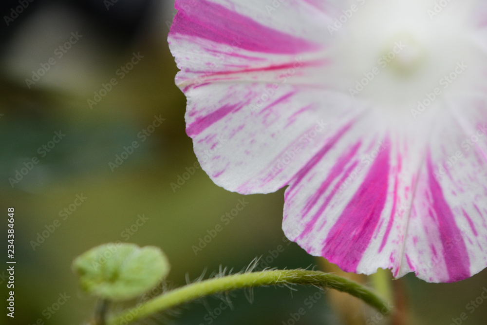 Fototapeta premium ipomea