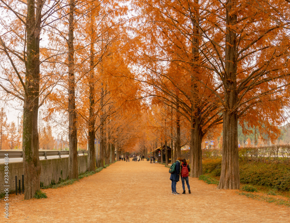 Metasequoia lined Road in winter season, the popular scenic destination for many tourists in Damyang, South Korea.