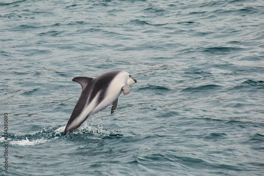 Fototapeta premium Dusky delfin wychodzący z wody