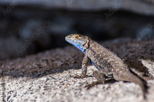Blue bellied lizard (Sceloporus occidentalis) resting on a granite rock, Yosemite National Park, California