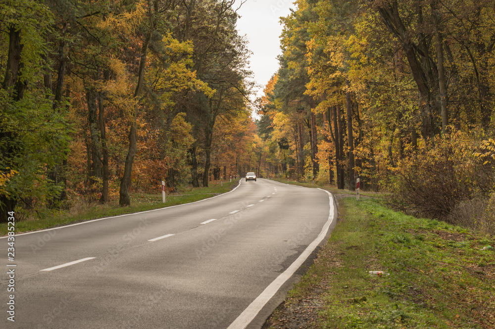 Asfaltowa droga przez jesienny las.