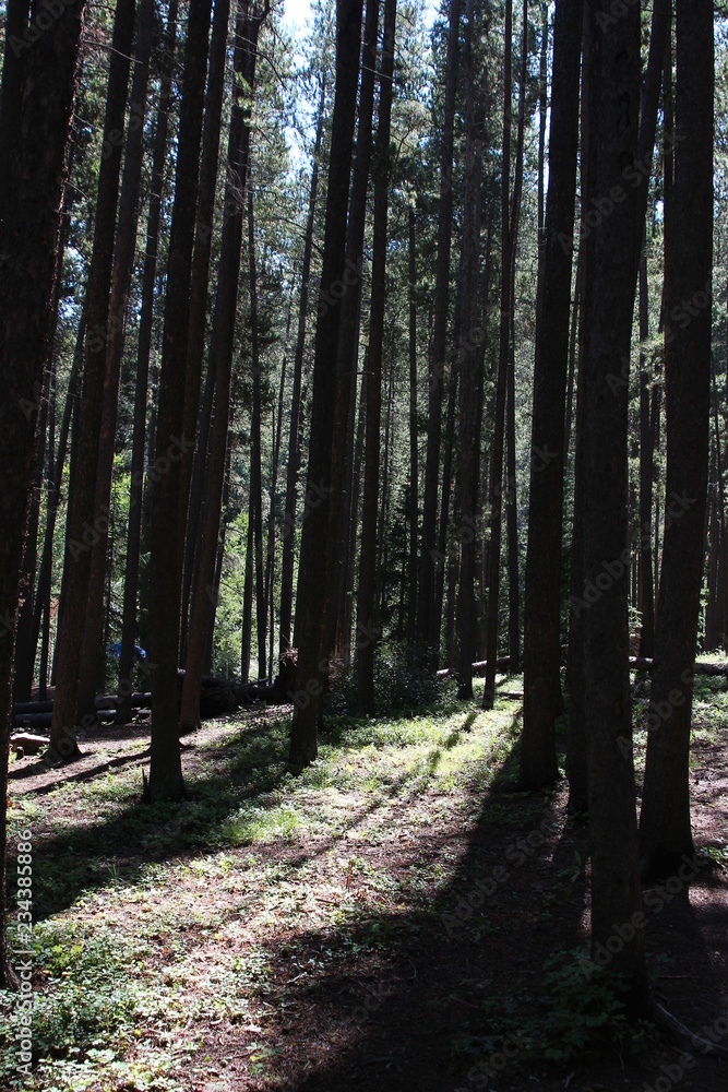 Obraz premium path in the forest
