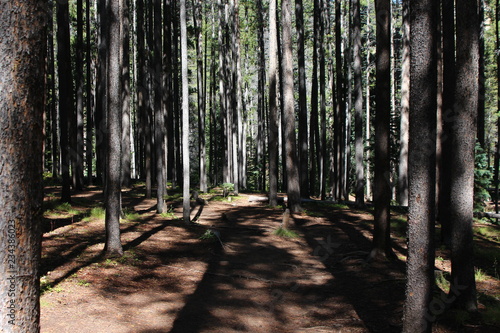 path in forest