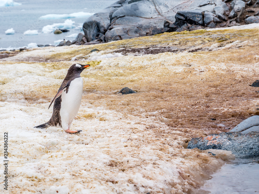 Obraz premium Gentoo penguin, Pygoscelis papua, walking on Petermann Island, Antarctic Peninsula, Antarctica