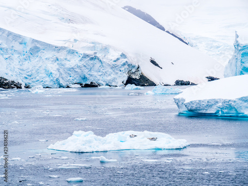 Photos Crabeater seals resting on ice floe in Lemaire Channel, Antarctic Peninsula, Ant