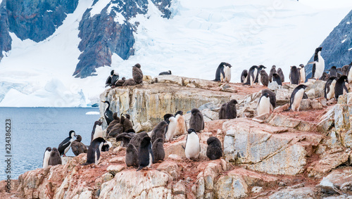 Chicks and adult Adelie penguins, and Antarctic shags on Petermann Island, Antarctic Peninsula, Antarctica