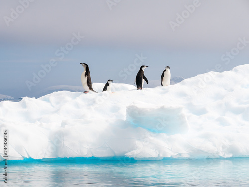 Chinstrap penguins, Pygoscelis antarcticus, standing on ice floe in Anna Cove, Gerlache Strait, Antarctic Peninsula, Antarctica