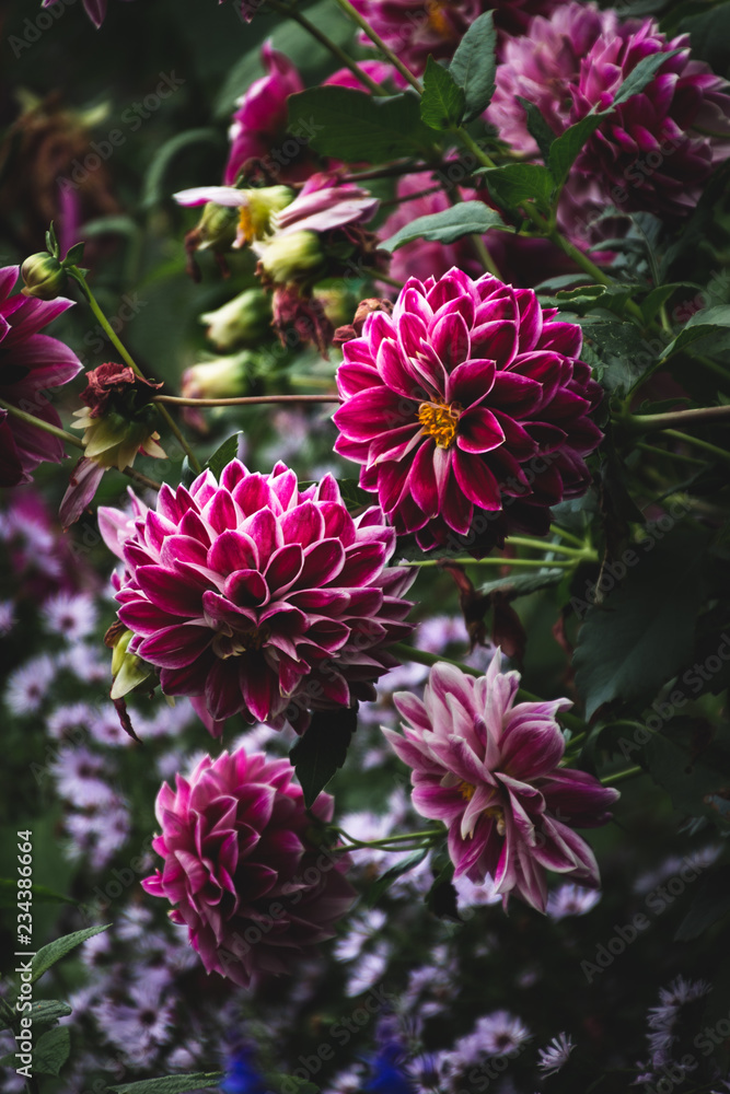 dramatic garden dramatic garden