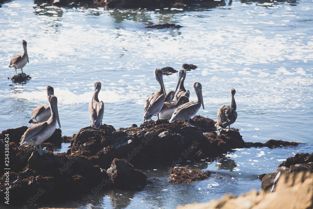 Fototapeta premium View of bird rocks and cliffs along Pacific Coast Highway 1 in California, a habitat and refuge for brown pelicans, cormorants, black oystercatchers, harbor seals, and western gulls, United States
