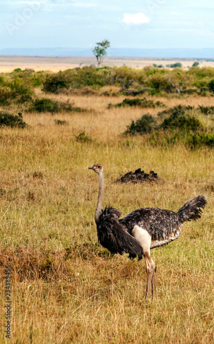 Ostriches in the savannah of Kenya under a cloudy sky