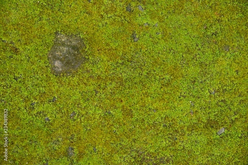 Green moss texture and background on stone