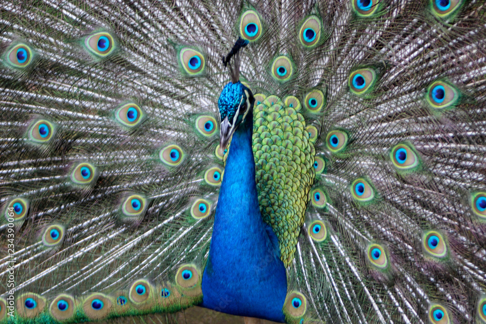 Obraz premium Peacock with feathers out