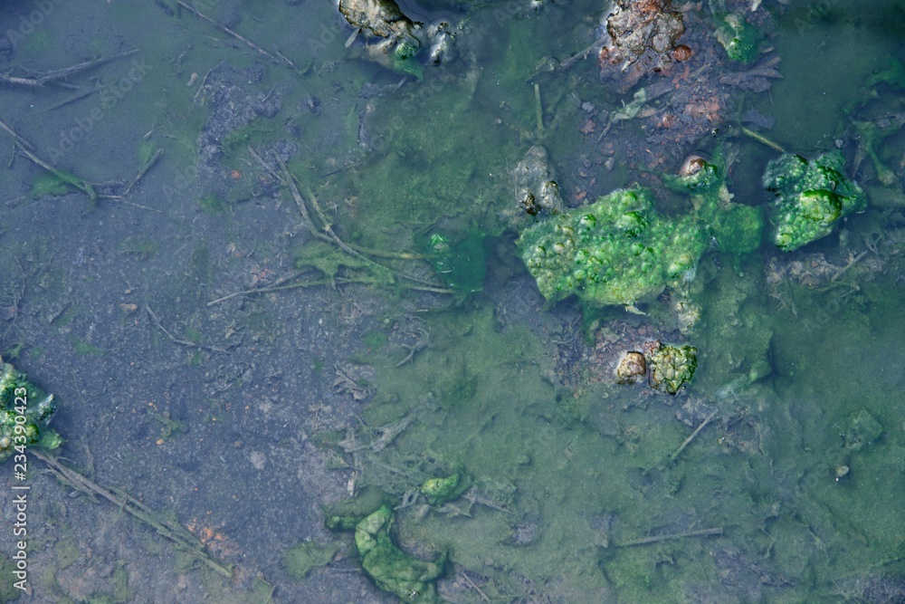 Green moss texture and background Green moss texture and background