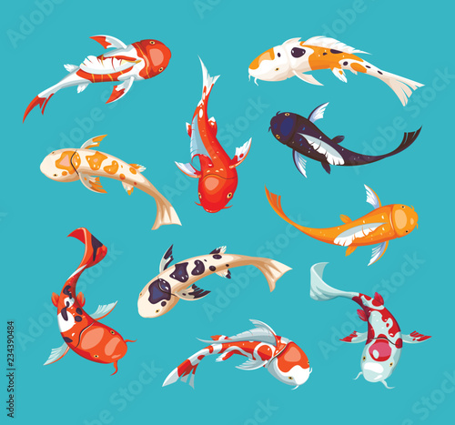 Koi carps. Koi japanese fish vector illustration. Chinese goldfish. Koi symbol of wealth. 