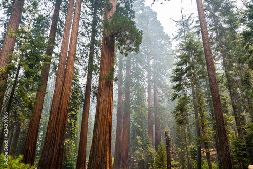 Giant Sequoia trees in Mariposa Grove, Yosemite National Park, California; smoke from Ferguson Fire visible in the air; photo
