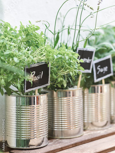 Growing herbs in metal cans
