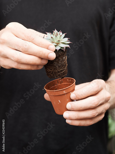 Crop person holding succulent out of pot