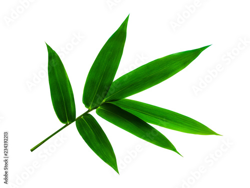 green bamboo leaf isolated on white background