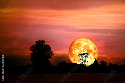 full blood moon back over silhouette branch tree in field on night sky