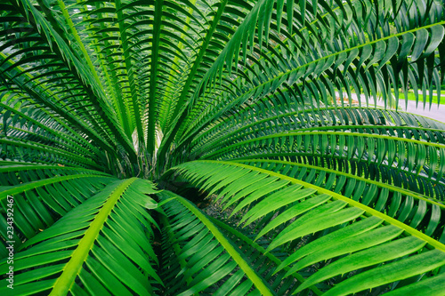 green leaf of palm tree  thorn foliage nature background