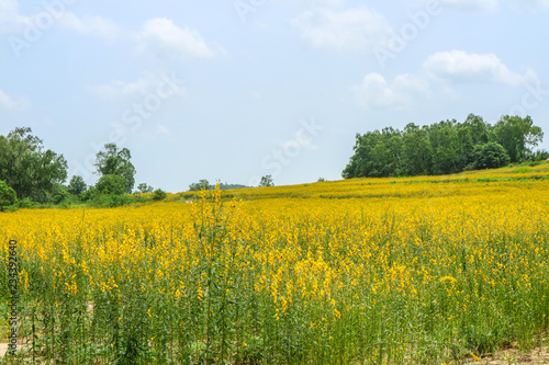 sunhemp in the valley, beautiful yellow flower in field and cloud on sky