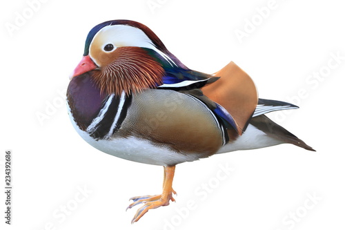 Colorful male mandarin duck isolated on white background