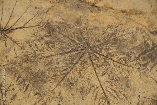 leaves line in cement on brown background