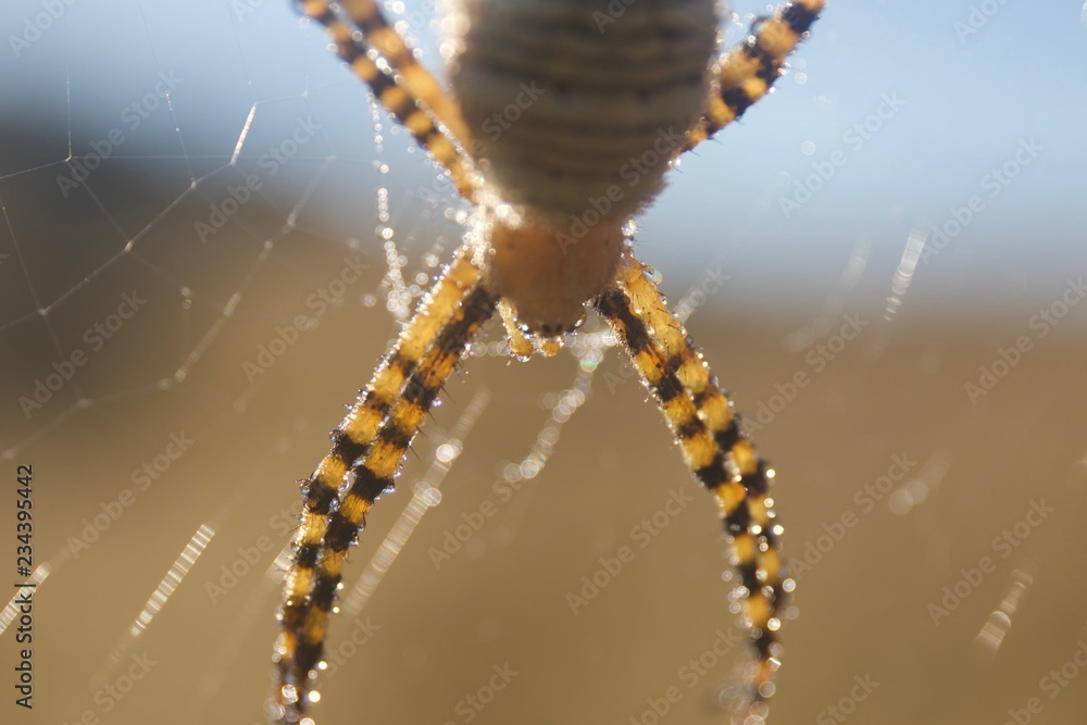 Banded Garden Spider. Web. Shiloh Ranch Regional Park in southeast Windsor includes oak woodlands, forests of mixed evergreens, ridges with sweeping views of the Santa Rosa Plain, canyons. Banded Garden Spider. Web. Shiloh Ranch Regional Park in southeast Windsor includes oak woodlands, forests of mixed evergreens, ridges with sweeping views of the Santa Rosa Plain, canyons.
