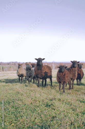 multiple herd of sheep grazing in the field