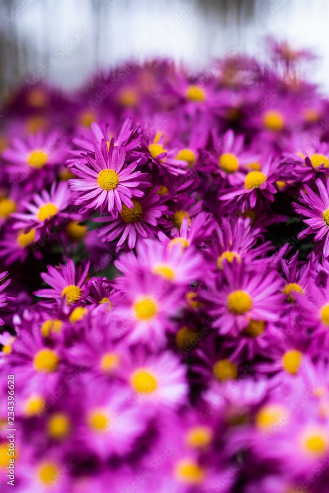 Obraz premium Tatarian aster