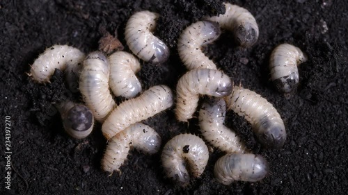 Rose beetle larvae dig into the ground 