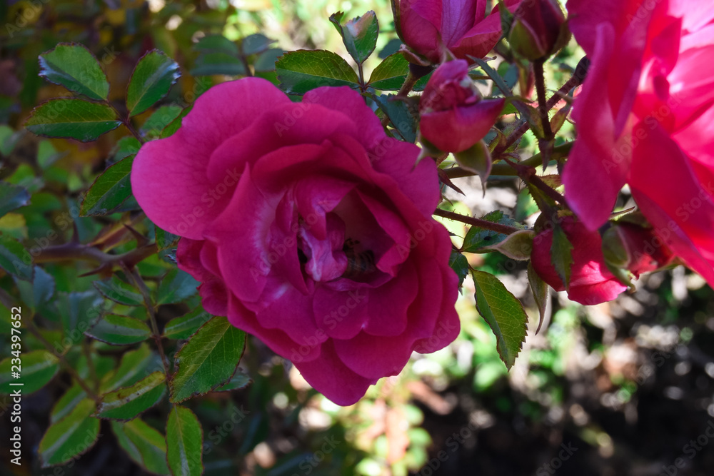 Rose with a bee in it Rose with a bee in it