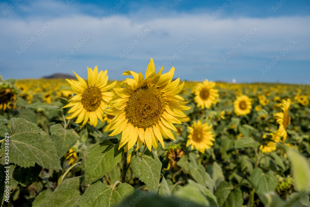 Fototapeta premium Field of sunflowers in Pak Chong district,Nakhon Ratchasima Province,northeastern Thailand.