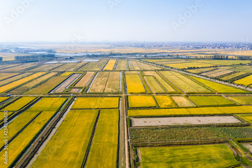 Photo paddy field in autumn
