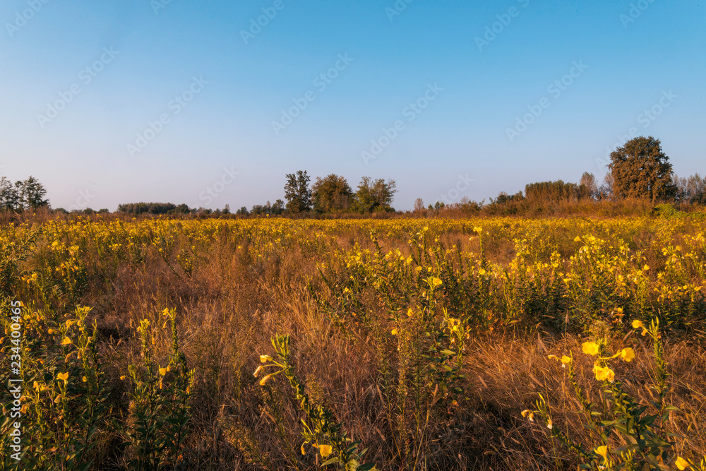 Uncultivated field in the Lomellina countryside at sunset full of yellow flowers
