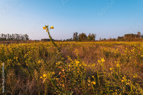 Uncultivated field in the Lomellina countryside at sunset full of yellow flowers photo