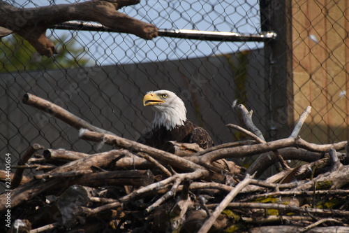 american bald eagle