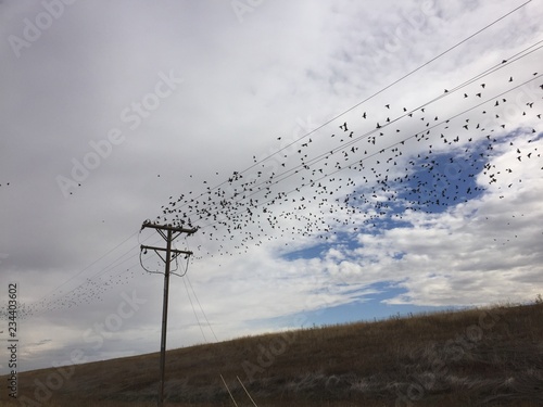 power line and birds