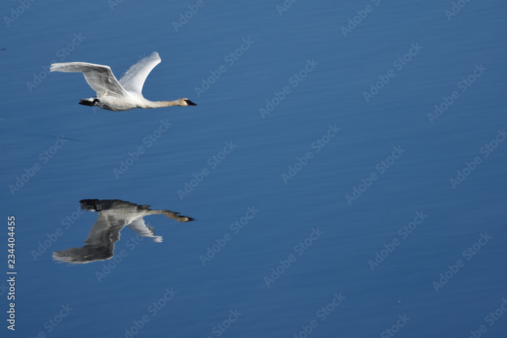 Fototapeta premium Trumpeter Swans in Flight