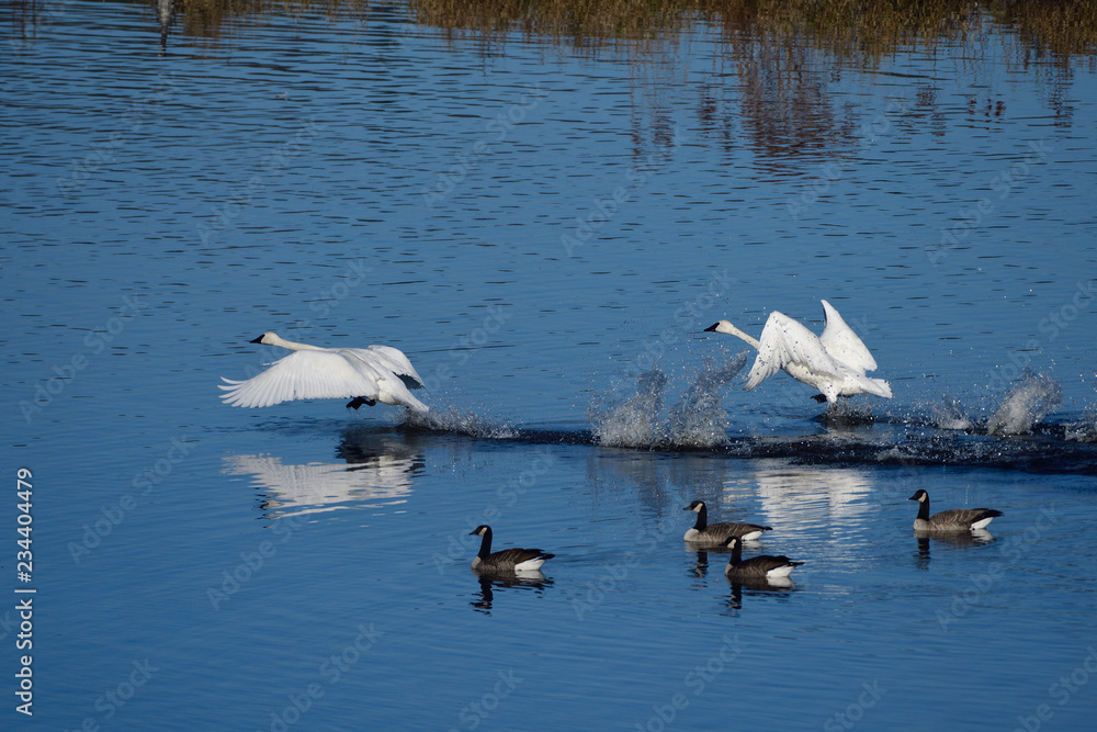 Fototapeta premium Trumpeter Swans in Flight